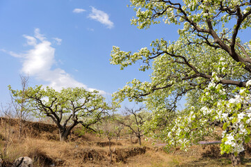 Fototapeta premium The pear trees on the hillside are full of white pear flowers
