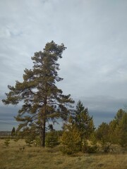 a tall pine tree on an autumn cloudy day