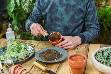 Mann pflanzt Sedum Burrito in einen Tontopf, Gärtnern auf einem Arbeitstisch, Sukkulenten