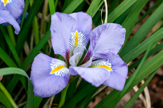 Iris unguicularis whose blue purple flowers appear in winter or early spring and is commonly known as Algerian iris, stock photo image,