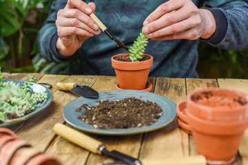 Zimmerpflanzen einpflanzen, Mann pflanzt Sedum Burrito in einen Tontopf, auf einem Arbeitstisch gärtnern, Fetthenne vermehren, Urban Jungle