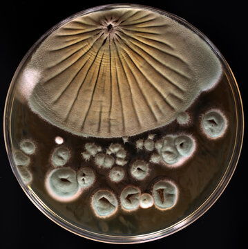 Fungal colony and small colonies on a microorganism isolation plate