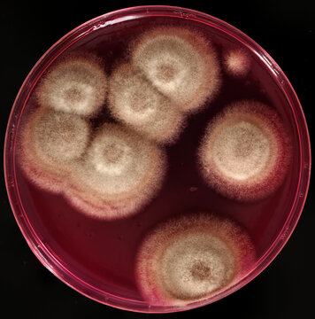 Colonias de hongos aisladas en el laboratorio