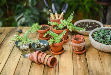 Urban Jungle sedum burrito pflegen um umtopfen auf Arbeitstisch, Zimmerpflanzen vermehren,...