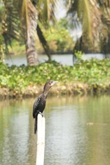 Naklejka premium Little Comorant standing on a pole