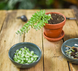 Urban Jungle sedum burrito pflegen um umtopfen auf Arbeitstisch, Zimmerpflanzen vermehren, Schlangen-Fetthenne