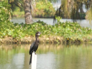 Little Comorant standing on a pole