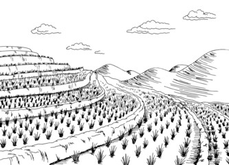 Fototapeta premium Rice field graphic black white landscape sketch illustration vector 