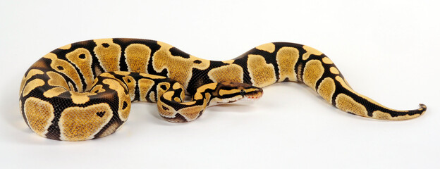 Königspython // Ball python (Python regius) - Desert Ghost colour morph