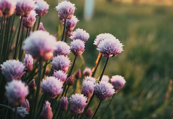 Fotobehang bieslook bloeiend in een tuin © Melinda Nagy