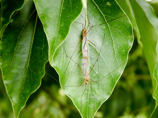 A close up shot of crane flies mating on a leaf. Crane fly is a common name referring to any member of the insect family Tipulidae.