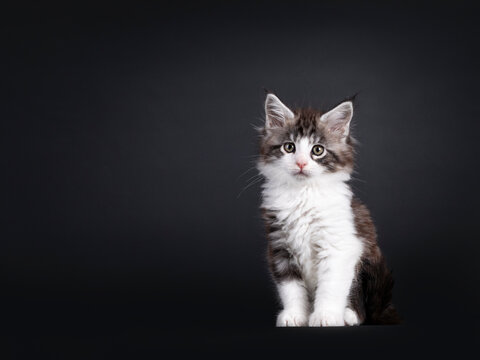 Adorable maine coon cat kitten, sitting up facing front. Looking cute towards camera. Isolated on a black backgroud.