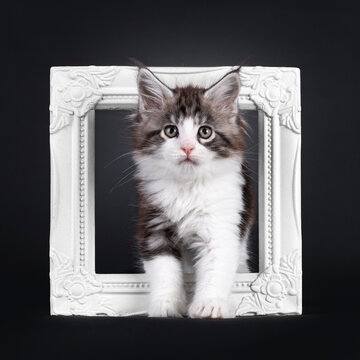 Adorable maine coon cat kitten, standing through white picture frame. Looking towards lens. Isolated on a black backgroud.