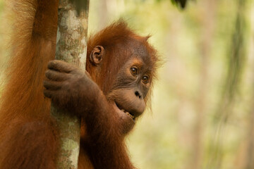 A young Sumatran orangutan, tied to the trunk and branches of one of the trees in the rainforest...