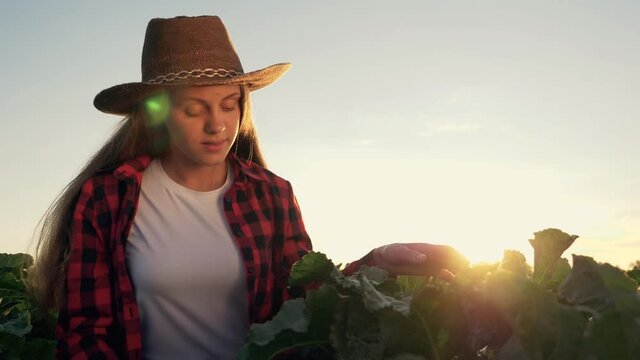 Farmer farming. Girl on field at sunset. Happy farmer works in field. A girl in a cowboy hat touches green leaves. Women's hand on grass. rural lifestyle. Cowboy agronomist work at sunset.