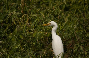 white crane on the grass by the lake