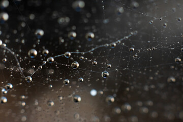 Natural background with spiderweb.Round shining spheric small waterdops on complicated entangled wet web threads on bright light