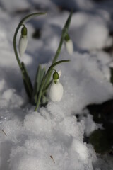 White snowdrops bloom in the snow in the forest.	