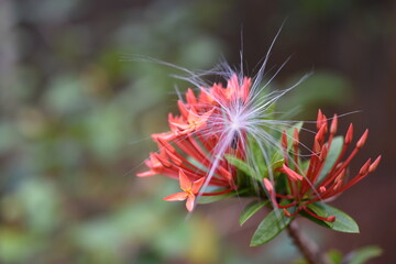 Various flowers in my garden 