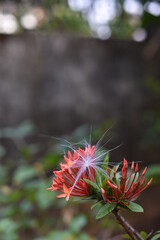 Various flowers in my garden 