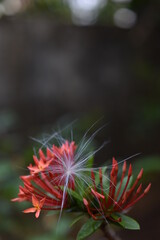 Various flowers in my garden 