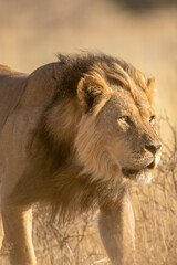 Black-maned Lion in the Kgalagadi