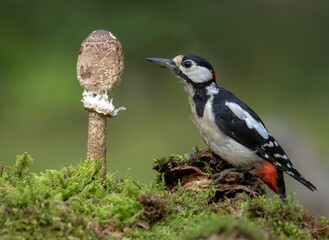 spotted woodpecker