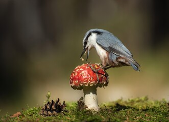bird and mushroom in the forest