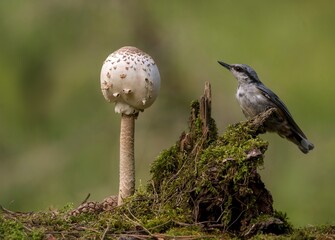 bird and mushroom in the forest