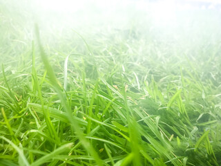 Obraz na płótnie Canvas Grass in the fog. Macro view
