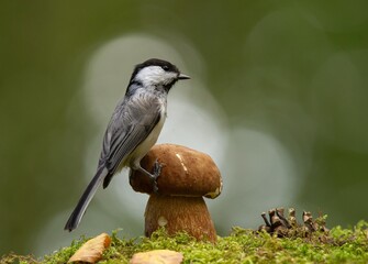 bird and mushroom in the forest