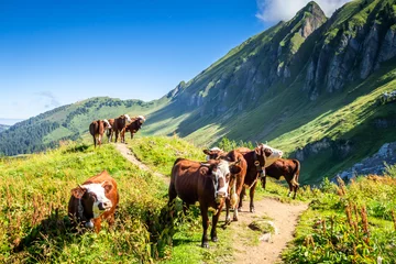 Schilderijen op glas Cows in a mountain field. The Grand-Bornand, France © daboost