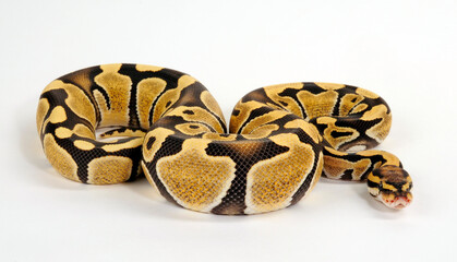 Ball python // Königspython (Python regius) - Desert Ghost colour morph