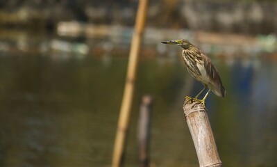 Gray heron standing on a pole