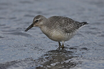Knot feeding on the sea coast. A young, gray bird gains food during its autumn migration to wintering grounds by the Atlantic Ocean.