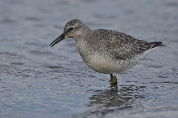 Knot feeding on the sea coast. A young, gray bird gains food during its autumn migration to...
