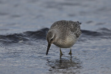 Knot feeding on the sea coast. A young, gray bird gains food during its autumn migration to wintering grounds by the Atlantic Ocean.