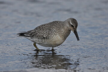 Knot feeding on the sea coast. A young, gray bird gains food during its autumn migration to...
