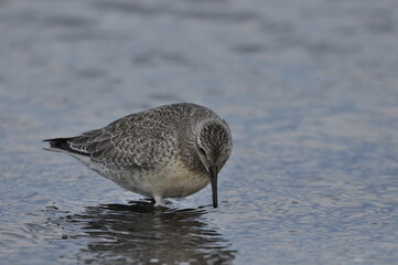 Knot feeding on the sea coast. A young, gray bird gains food during its autumn migration to...