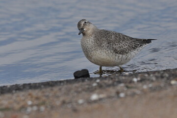 Knot feeding on the sea coast. A young, gray bird gains food during its autumn migration to wintering grounds by the Atlantic Ocean.