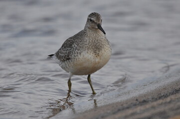 Knot feeding on the sea coast. A young, gray bird gains food during its autumn migration to wintering grounds by the Atlantic Ocean.