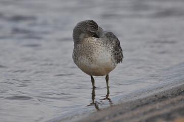 Knot feeding on the sea coast. A young, gray bird gains food during its autumn migration to wintering grounds by the Atlantic Ocean.