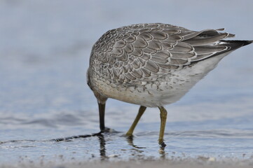 Knot feeding on the sea coast. A young, gray bird gains food during its autumn migration to...