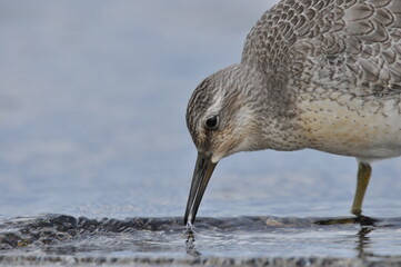 Knot feeding on the sea coast. A young, gray bird gains food during its autumn migration to...