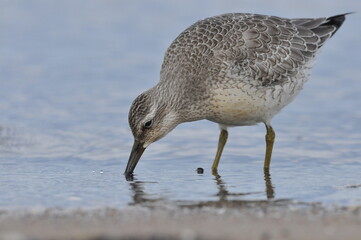 Knot feeding on the sea coast. A young, gray bird gains food during its autumn migration to wintering grounds by the Atlantic Ocean.