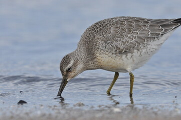 Knot feeding on the sea coast. A young, gray bird gains food during its autumn migration to...
