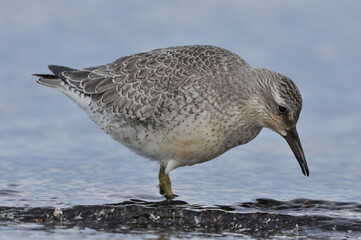 Knot feeding on the sea coast. A young, gray bird gains food during its autumn migration to wintering grounds by the Atlantic Ocean.