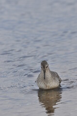 Knot feeding on the sea coast. A young, gray bird gains food during its autumn migration to wintering grounds by the Atlantic Ocean.