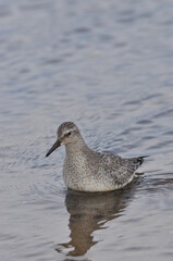 Knot feeding on the sea coast. A young, gray bird gains food during its autumn migration to wintering grounds by the Atlantic Ocean.