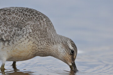 Knot feeding on the sea coast. A young, gray bird gains food during its autumn migration to...